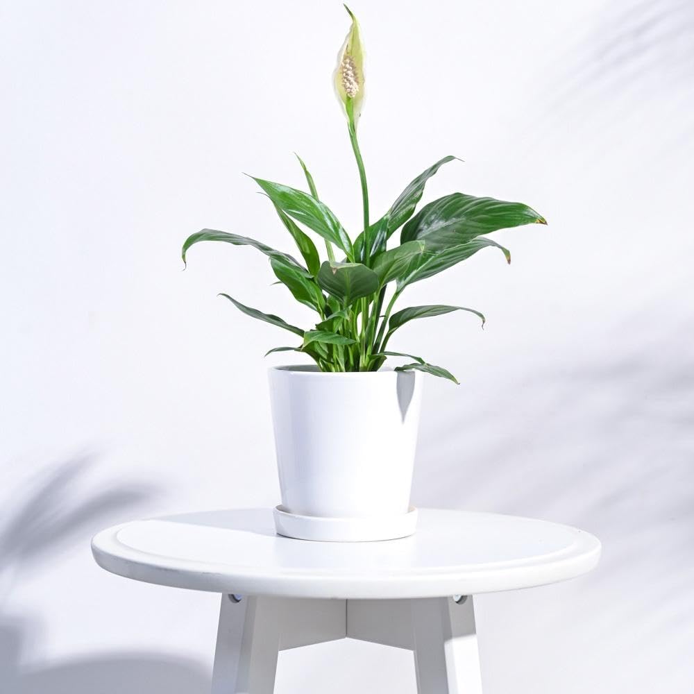 See full amazon price history chart for UGAOO Table Top Ceramic Pot |Indoor Ceramic Planter for Home, Office, Garden, Balcony - White (4 Inch) UGAOO Table Top Ceramic Pot |Indoor Ceramic Planter for Home, Office, Garden, Balcony - White (4 Inch) (B0CTTWMW5T) Amazon Price History, Amazon Price Tracker