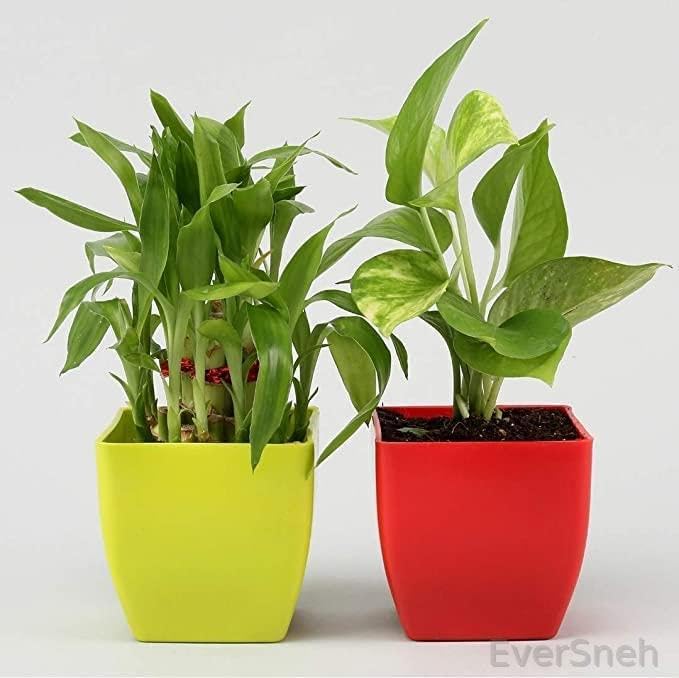 EverSneh Live Plants Combo- 2 Layer Lucky Bamboo in Light Green Money Plant in Red Plastic Pot| Good Luck Live Indoor Plant (B0BJ7NR8WH) Amazon Price History, Amazon Price Tracker