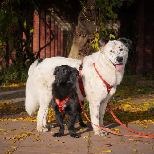 Anny-X Brustgeschirr Fun Ahorn | Hundegeschirr Größe S (Brustumfang 52-64 cm)