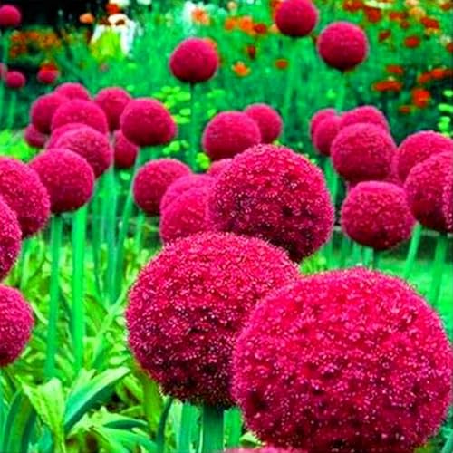 Giant Allium Bulbs Hardy Perennial Garden Decoration No Watering Required Professional Planting Suitable for Spring and Autumn-3 Bulbs-E