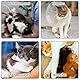 GIEEU Katzen-Genesungsanzug, 2 Stück, Katzenweste nach Operationen, Schutzbody für Katzen, Erholungsanzug, weibliche Bauchwunden, Größe M (2-4 kg Katze)
