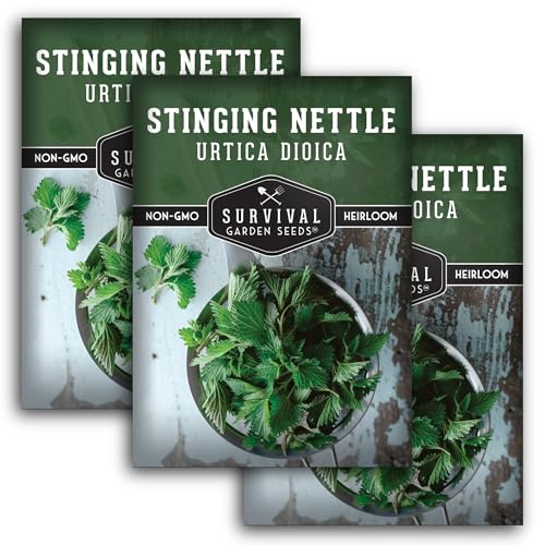Stinging Nettle Seeds for Planting - Urtica Dioica Medicinal Herb & Edible Perennial - Common Nettle for Tea, Cooking & Wellness - Heirloom Non-GMO - Survival Garden Seeds (3 Packs)