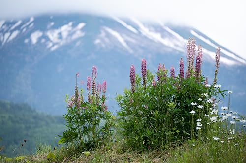 TAMRON - 70-300mm - F/4.5-6.3 Di III RXD - Nikon Z -