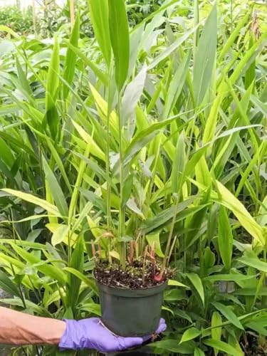 Image of Elaichi Cardamom Plant Live | Aromatic Herbal Spice Plant for Balcony, Terrace & Home Garden | Easy Grow Evergreen Plant (PACK OF 2) NOT IN A POT