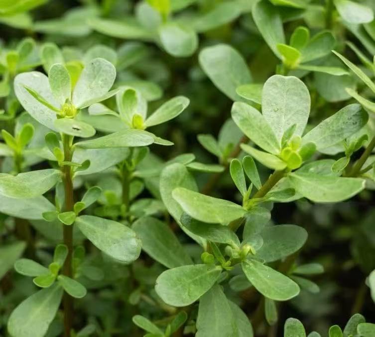 7000+ Green Purslane Seeds 1 oz Non-GMO Heirloom Vegetable Seeds for Planting Fast-Growing High-Yield Organic Garden Seeds for Outdoor Planting