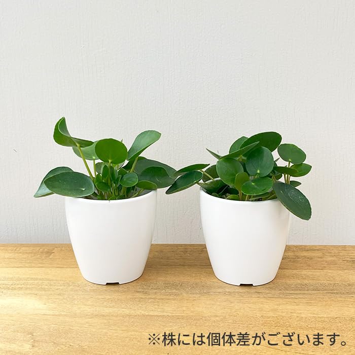 ピレア・ペペロミオイデス 白鉢 ピレア ペペロミオイデス ホワイト陶器鉢植え 観葉植物 ミニ