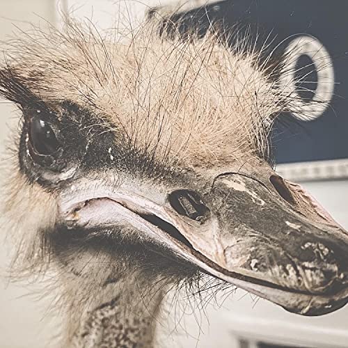 Neko Fuzz & Barbasauce