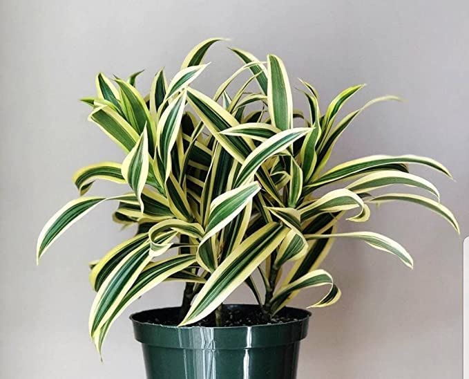 EverSneh Son Of India Air Purifier Plant Indoor Balcony Plant Pack With Black Plastic Pot 4 Inch Size (B0BFBTM452) Amazon Price History, Amazon Price Tracker