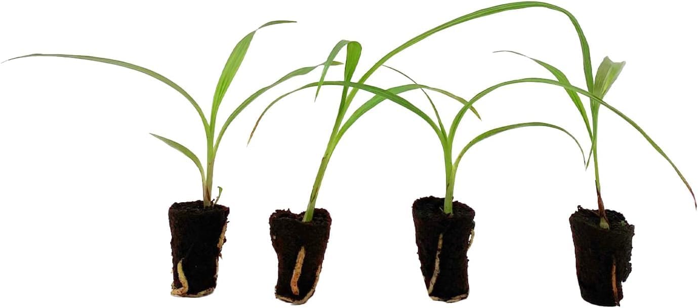 ragnaroc Spathoglottis ‘Mello Yellow’ 2-4" (Ground Orchid) & Spathoglottis ‘Harmony’ 2-4" (Ground Orchid) 4ct – Live Plant for Indoor Outdoor Use, Garden & Landscaping – Live Arrival Guaranteed