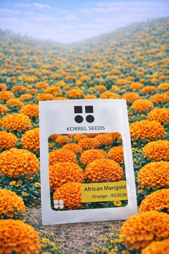 Image of African Marigold KS2628 - Semi Tall (60-75 cm) | Professional Nursery & Commercial Grade Flower Seeds | Bulk Packs for Farmers & Growers (Orange, 10 Gm)