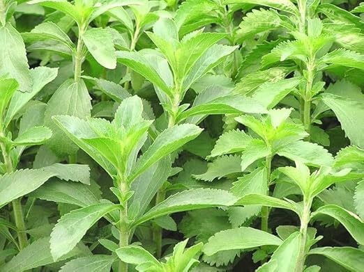 Image of Stevia Seeds for Home Garden, Hybrid Medicinal Plant Seeds, Healthy Herb Seeds, Pack of 1