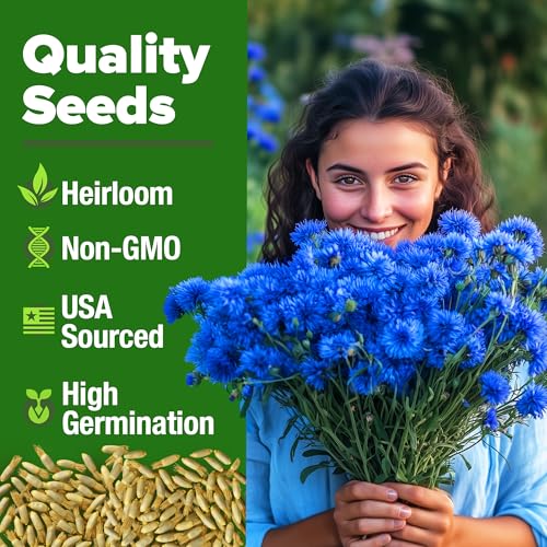 Image of HOME GROWN Bachelor Button Seeds Tall Blue - 6000 Cornflower, Stunning Blue Blooms for Wildflower Gardens, Non-GMO Flowers & Pollinator-Friendly Spaces, Low Maintenance Flower Seeds (Centaurea cyanus)