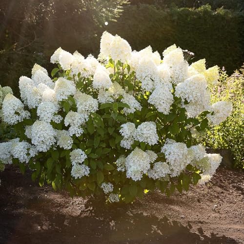 Sugar Rush (3 plantas) Hortensias Paniculatas resistentes al invierno, verdaderas plantas de Hortensia de jardín de Holanda, perennes para macetas y balcones.