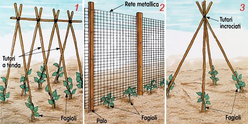10 Canne Di Bambù Per Piante - H 210cm, Diametro 22-24mm | Per Pomodori E Rampicanti | Ideali Per Orto - Foto 5