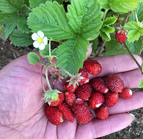Non-GMO Heirloom Alpine Strawberry Seeds - Alexandria Everbearing
