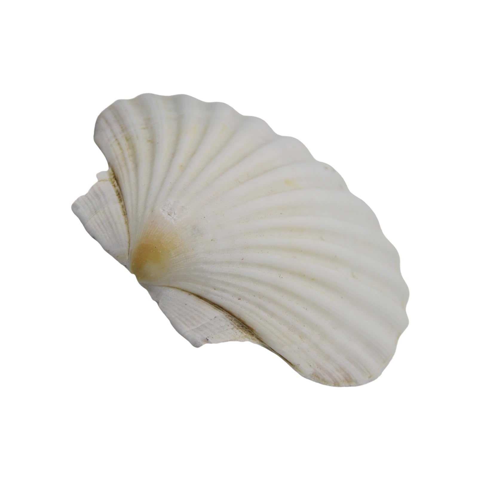 Kmgdm White Large Scallops Shells For Painting And Beach Wedding Decors Natural Seashells 3-5 Inches