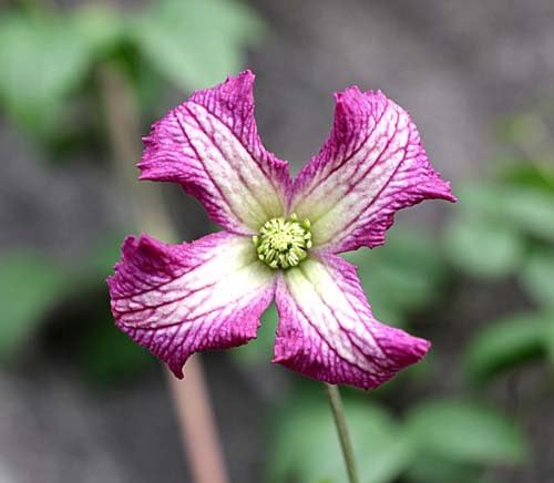 Amazon クレマチス 苗 ビチセラ シッシオリナ 青系 花