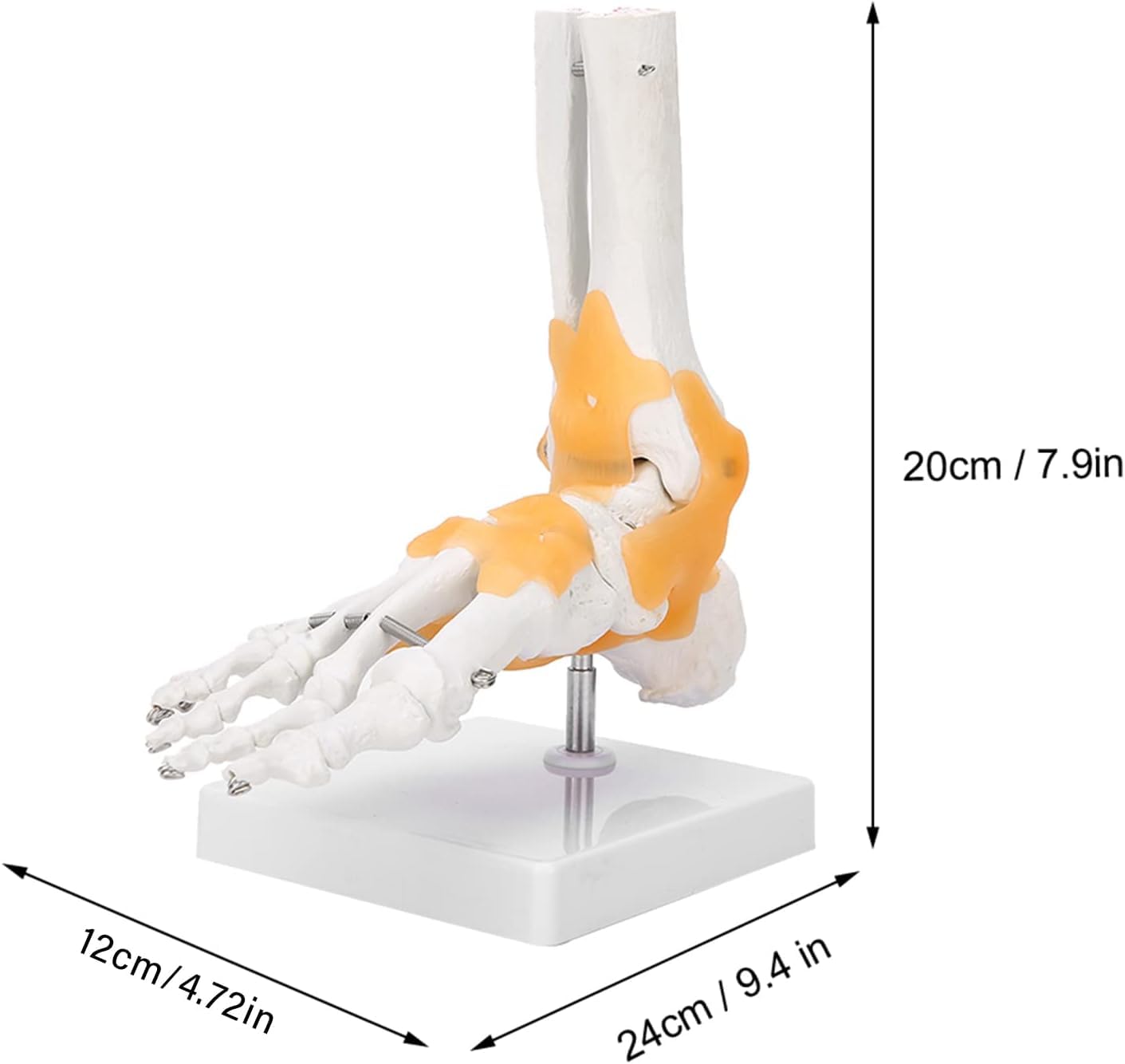 Modelo de pie anatómico humano de tamaño natural – Modelo de esqueleto de pie con ligamentos flexibles for estudio educativo de anatomía