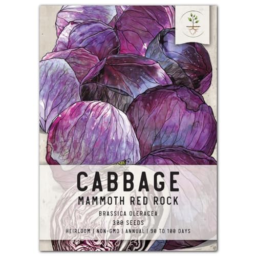 Seed Needs, Mammoth Red Rock Cabbage Seeds - 300 Heirloom