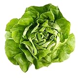 Butterhead Lettuce, Locally Grown, 1 Head