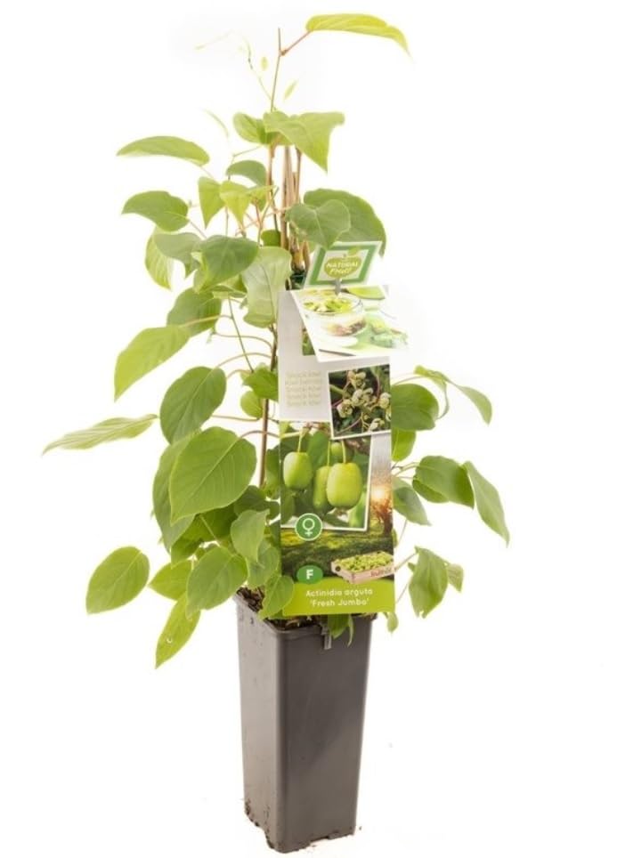 Kiwi Plants (Female) - Actinidia arguta Jumbo + weikii Male in 11 cm Pot Approx 60cm Tall