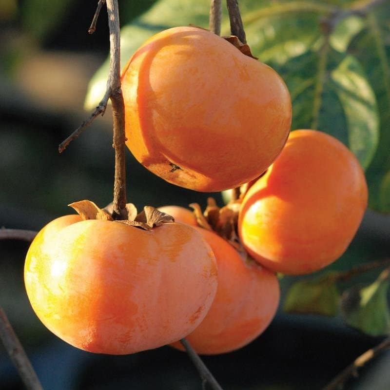 American Persimmon Tree, 6 to 12 Inc Tall, 4 Inc Pot, Well Rooted, Perennial Large and Sweet Fruits