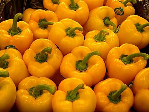Pepper Sweet Golden Cal Wonder Heirloom Vegetable by Seed Kingdom Bulk 1 Lb Seeds
