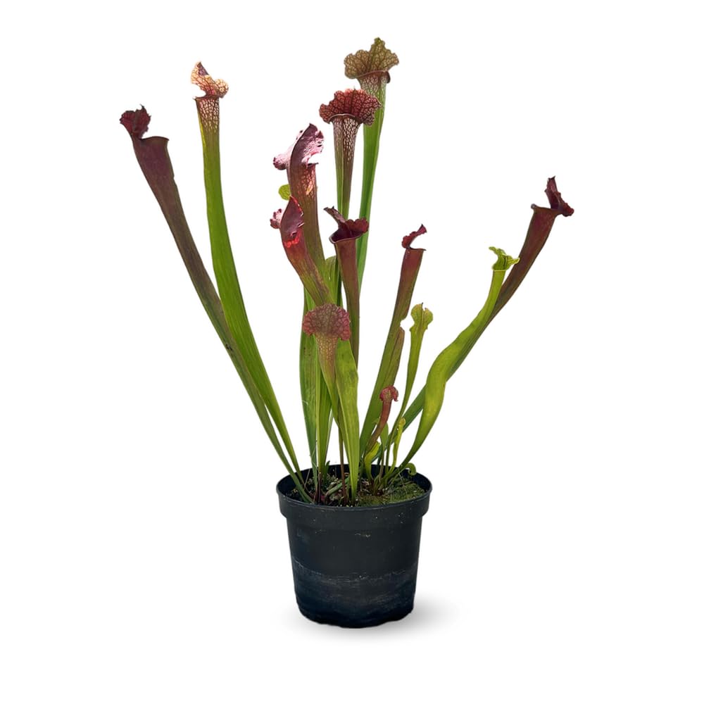 Attitude Jardin - Sarracenia oreophila - sarracénie des montagnes - plante carnivore - 55-60 cm - ⌀ 17 cm - plante d'extérieur