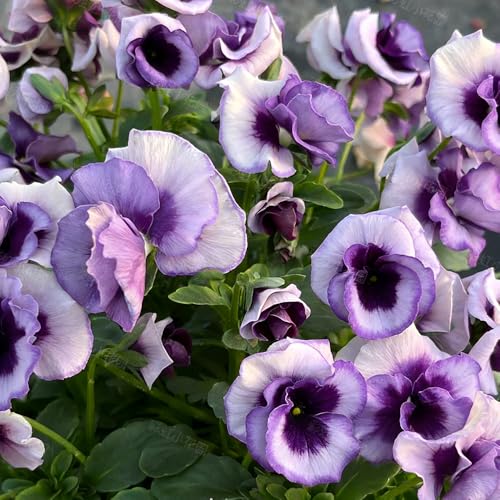 violeta cornuda - Viola cornuta jardín del balcón semillas de balcón invernadero resistentes decoración semillas de silvestres 700pcs