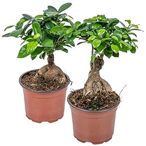 Ficus ‘Ginseng’ | Bonsaiboom per 2 stuks – Kamerplant in kwekerspot ⌀12 cm – 35 cm