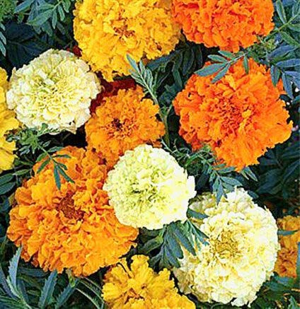 300 Seeds of African Marigold Sugar and Spice Early Flowering (Tagetes Erecta)
