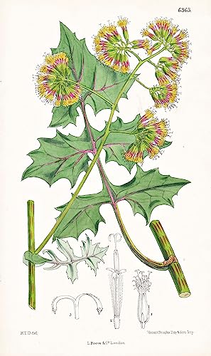 Senecio subscandens. Tab. 6363 - Africa Afrika / Pflanze Planzen plant plants / flower flowers Blume Blumen / botanical Botanik botany / aus 