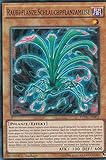 Über 30.000 verschiedene Yugioh Karten auf Lager