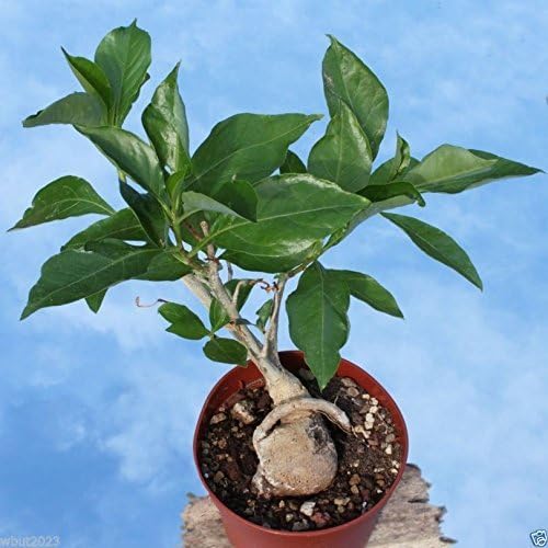 New Fresh 10 pezzi di semi di albero di baobab verde