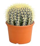 schwiegermuttersitz blüte Standort: hell, sonnig, warm Dehner Kaktus Schwiegermuttersitz, Echinocactus grusonii, ca. 25-30 cm, Ø Topf 12 cm, Zimmerpflanze