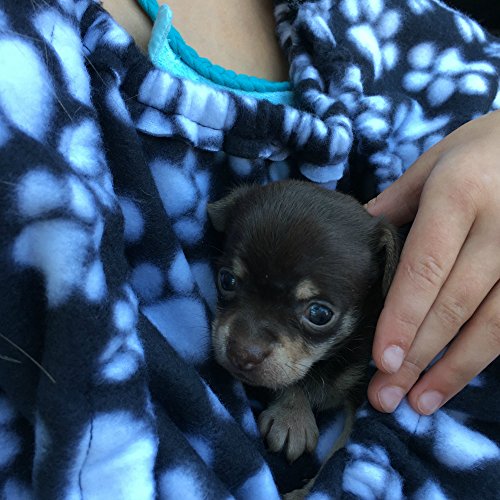 Critter Cuddler Small Animal Carrier Bonding Pouch Anti-Anxiety Interactive Play Exercise Ring Therapeutic for Pet & Handler Small Dog Cat Hedgehog Puppy Travel Sling (Catastic)