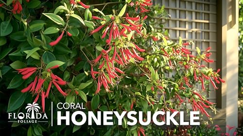 Coral Honeysuckle | 3 Live Plants | Lonicera Sempervirens | Attracts Hummingbirds, Red Trumpet Flowers, Fast Growing Vines, Low Maintenance, Long Blooming Season, Garden Climbing Vine