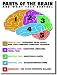 Parts of the Brain - NEW Classroom Science Biology Anatomy Poster