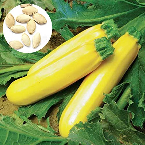 Légumes Verts,Cultivez votre propre potager 200Pcs Jaune Été Courgettes Graines de Courgettes Plantes potagères nutritives-1 Cover