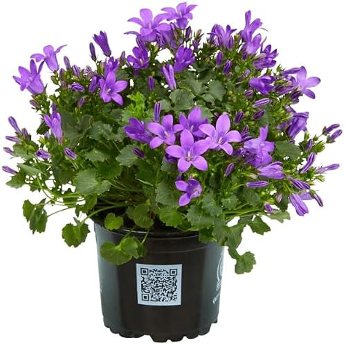 Campánula - Flor de EXTERIOR - Planta Natural con Maceta de Plástico