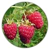 Giant framboos – ca. 50 zaden – Rubus idaeus – Voor vaste planten – Gezond en vitaminerijk fruit