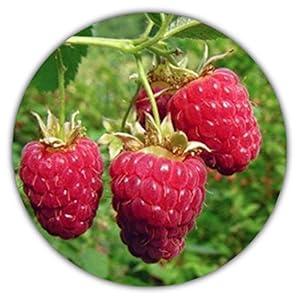 Giant framboos – ca. 50 zaden – Rubus idaeus – Voor vaste planten – Gezond en vitaminerijk fruit