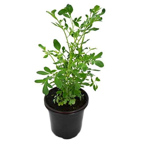 Ruda Planta Natural Pequeña En Maceta - Planta Decorativa y Ornamental Cover