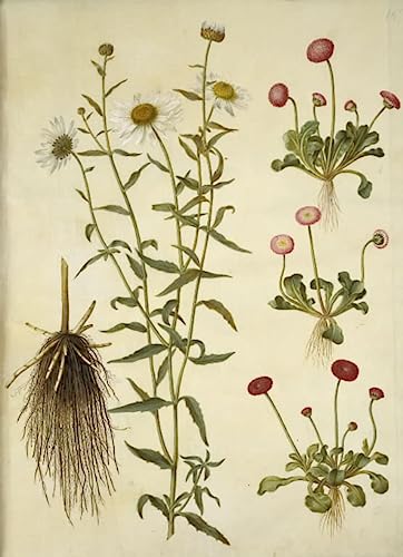 Tableau Leucanthemum Vulgare 60x90cm Hans Simon Holtzbecker