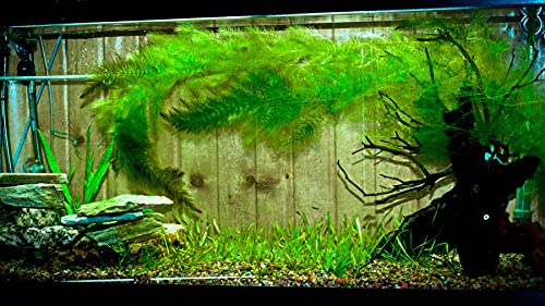 Foxtail aquarium live plant (Pack of 14) (B0CV48FRGJ) Amazon Price History, Amazon Price Tracker