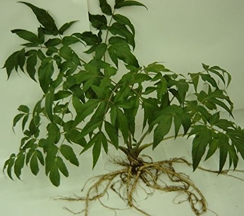 Amazon | 【神の草】日本山人参 日本山人参茶 粉末 50g×5袋 湯呑約500
