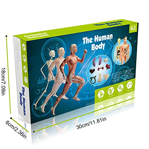 THATA Anatomische modellen van het menselijk lichaam, romp-lichaams-anatomie-model voor kinderen, menselijke… - Image 8