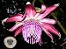 VERY RARE * Passiflora Ambigua * Collector Rare Passion Fruit Flower * Fresh 3 Vine Seeds *