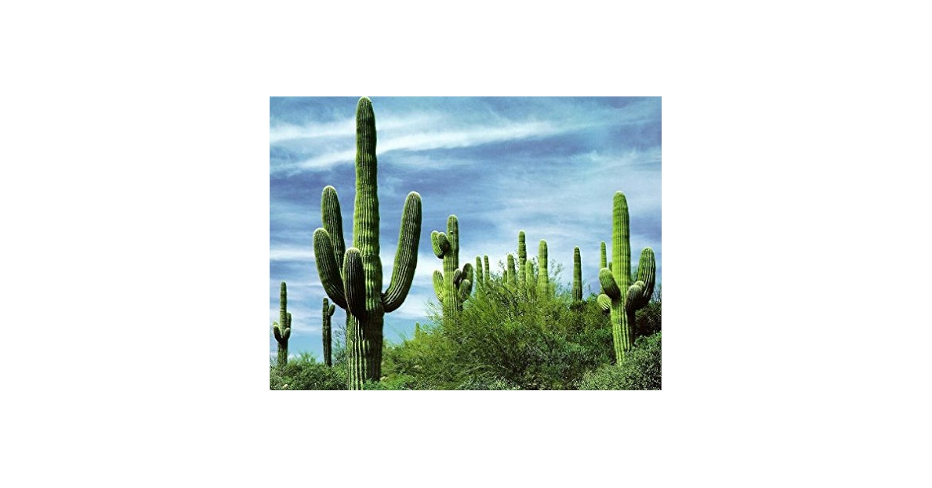 Amazon.com : 10 Giant Saguaro Cactus Seeds/Carnegiea