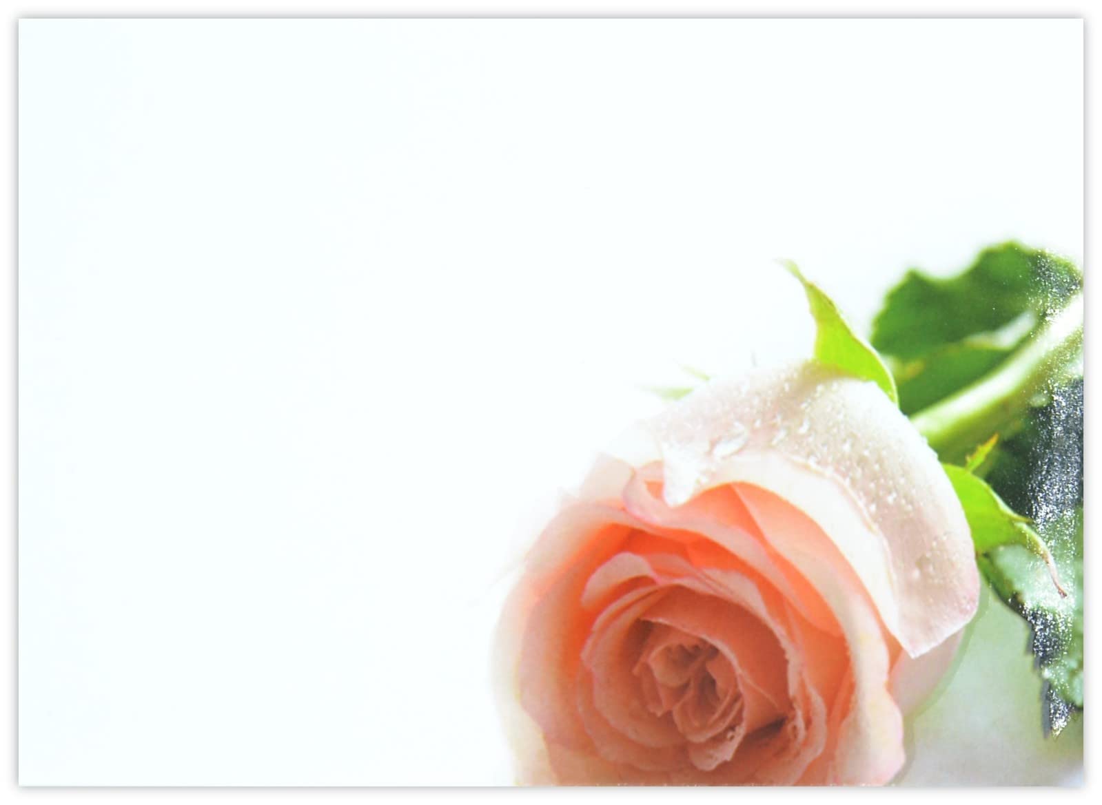 celloexpress Blank (Peach Rose) Flower Message Cards - 90mm x 125mm - Blank Florist Card Gift Notes (Pack of 24) โ image 1